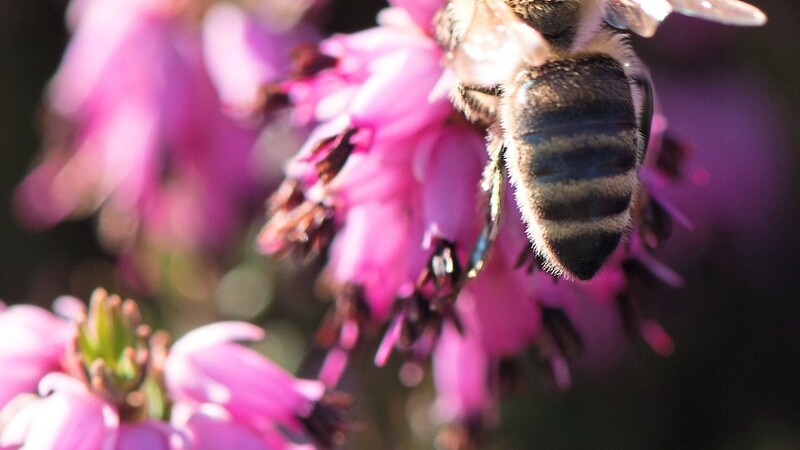 Eine Biene sitzt auf einer blühenden Winterheide: Auch am Neujahrstag wurden die Tiere dort gesichtet. Pollen sammeln wollen sie mitten im Winter aber noch nicht. Sie absolvieren dann Reinigungsflüge.