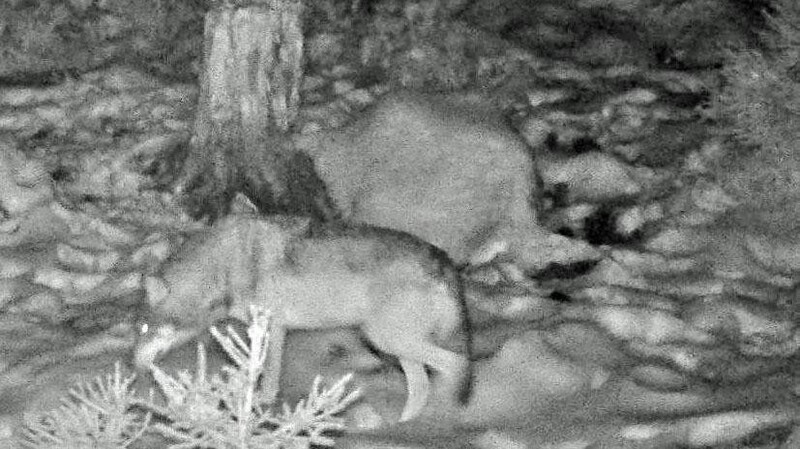 Eine Wildkamera der BJV-Kreisgruppe Kötzting hat offenbar einen Wolf im Lamer Winkel fotografiert.