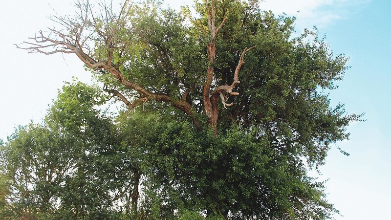 Der geschützte Holzbirnbaum bei Mallersdorf-Pfaffenberg ist mit seinem knorrigen Stamm ein besonderer Anblick.