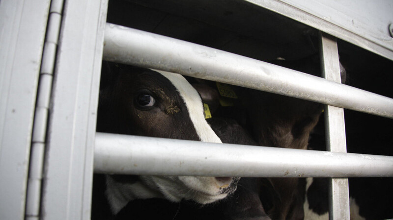 Weil das Staatliche Veterinäramt Landshut den Transport einer schwangeren Kuh ins EU-Ausland verhindern wollte, wurde es von der Tierrechtsorganisation Peta unter die fünf tierfreundlichsten Behörden aufgenommen.