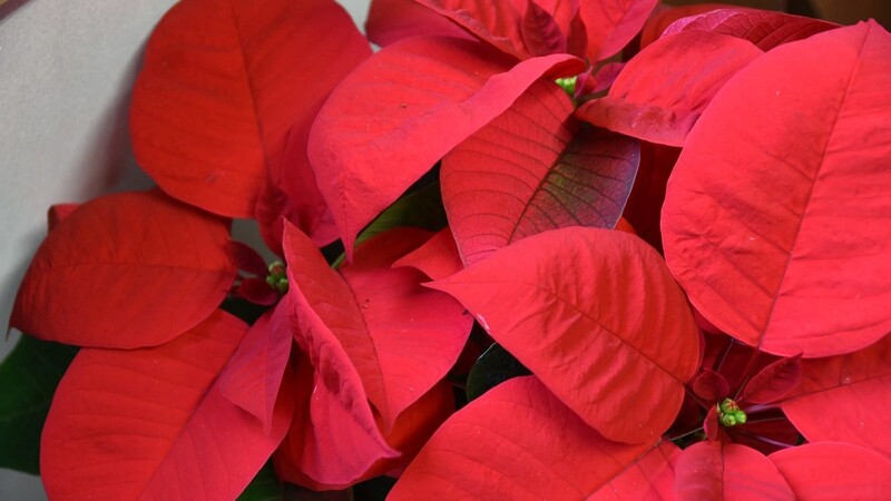 Der Weihnachtsstern trägt den lateinischen Namen Euphorbia pulcherrima. Die bekannteste Variante trägt leuchtend rote Blätter.