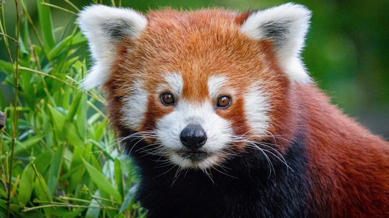 Der Zoo stellte am Morgen des 1. Juli fest, dass der Kleine Panda Jang aus seinem Gehege ausgebrochen war, und suchte seitdem nach dem Tier.