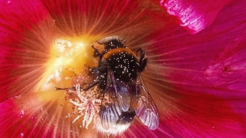 Eine Hummel sammelt Pollen.