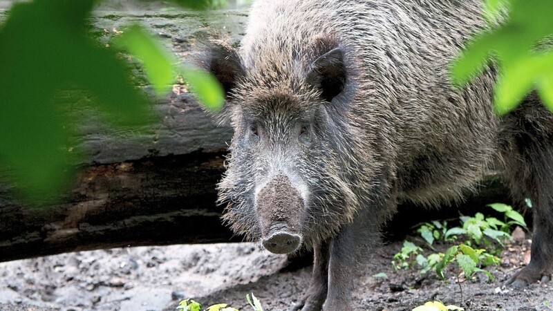 Die Afrikanische Schweinepest (ASP) tritt bei Wild- aber auch bei Hausschweinen auf. (Symbolbild)