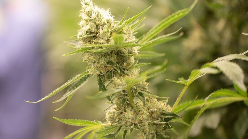 Laut einem Gutachten verstoßt die geplante Cannabis-Legalisierung gegen internationales Recht. (Symbolbild)