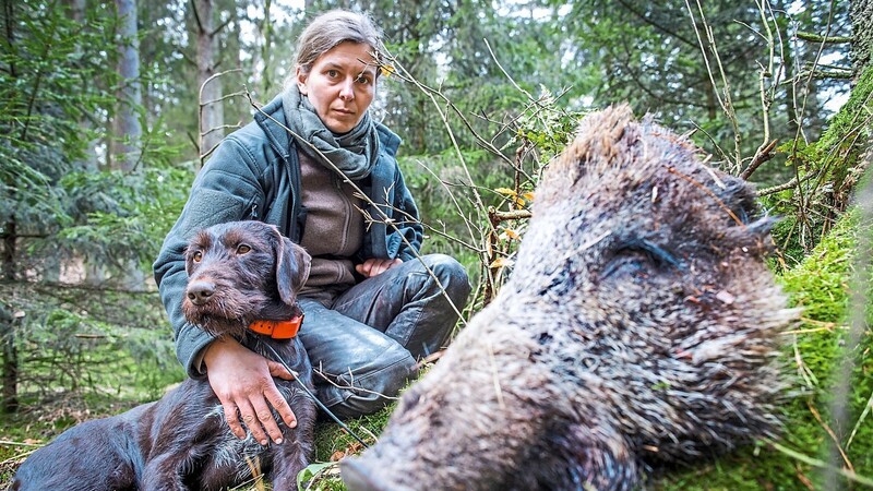 Hunde sind gefordert: Hundeführerin Anja Blank trainiert mit Suchhund Berta das Finden von Wildschweinkadavern.