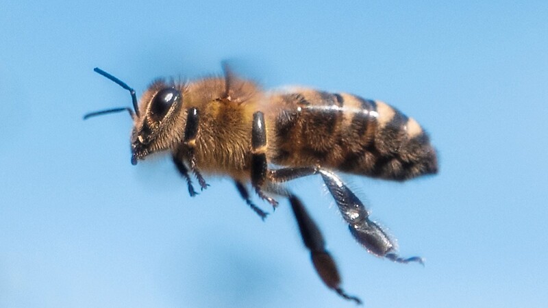 Fast überall kann man sie beobachten: Die Honigbiene. Von Frühjahr bis Herbst ist sie unterwegs, um Pollen und Nektar zu sammeln.