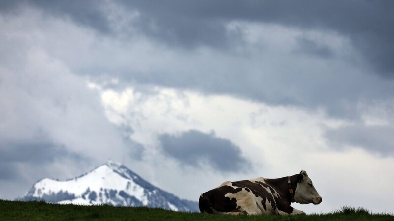 Eine Allgäuer Kuh liegt auf einer Weide.