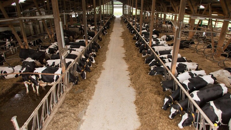 Bei der Viehhaltung in Bayern bilden die Rinderhalter den größten Anteil. (Symbolbild)