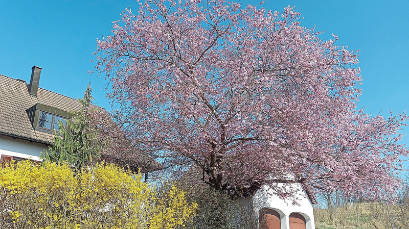 Ein wunderbares Bild beschert in diesen Tagen die Kirschblüte nicht nur in Mainburg