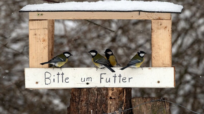 Vor allem Singvögeln und kleineren Vogelarten wie beispielsweise den Kohlmeisen nützt eine Futterquelle im eigenen Garten, oder auf dem Balkon.