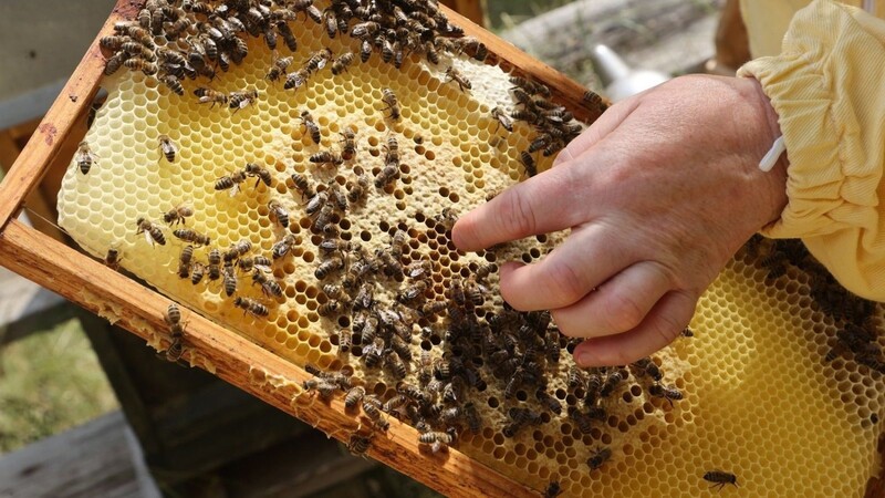 Eine Imkerin zeigt die Produktion von Honig an einem Bienenstock.