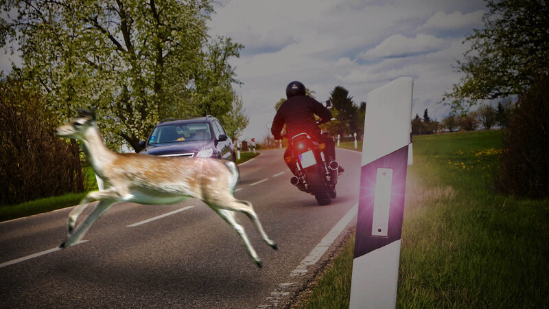 Gerade im Herbst häufen sich Unfälle mit Wildtieren, die die Straße zu überqueren versuchen.