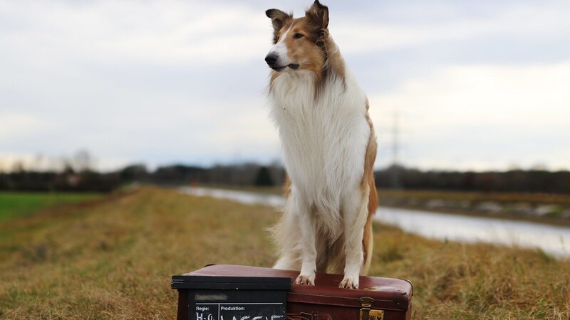 Kommt Ihnen dieser Hund bekannt vor? Falls ja, kein Wunder. "Bandit" spielte in "Lassie: Eine abenteuerliche Reise" die Hauptrolle der berühmten Hündin.