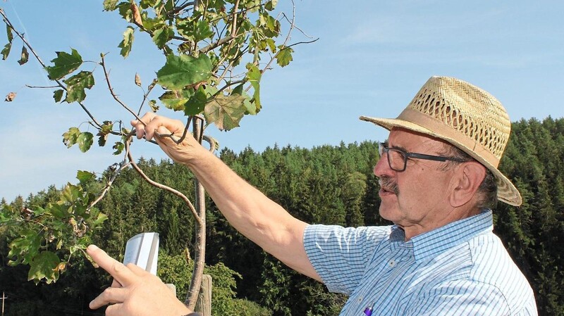 Hier zeigt Georg Fritsch die Elsbeere, eine der seltensten Baumarten in Deutschland.