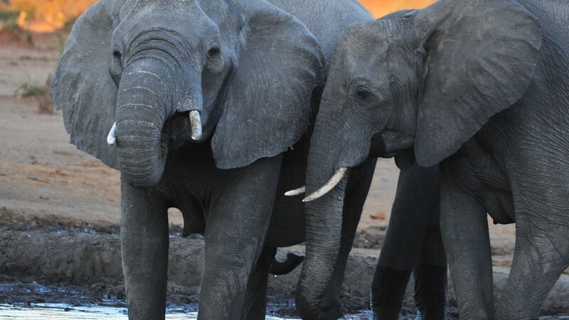 Elefanten im Chobe Nationalpark in Botswana.