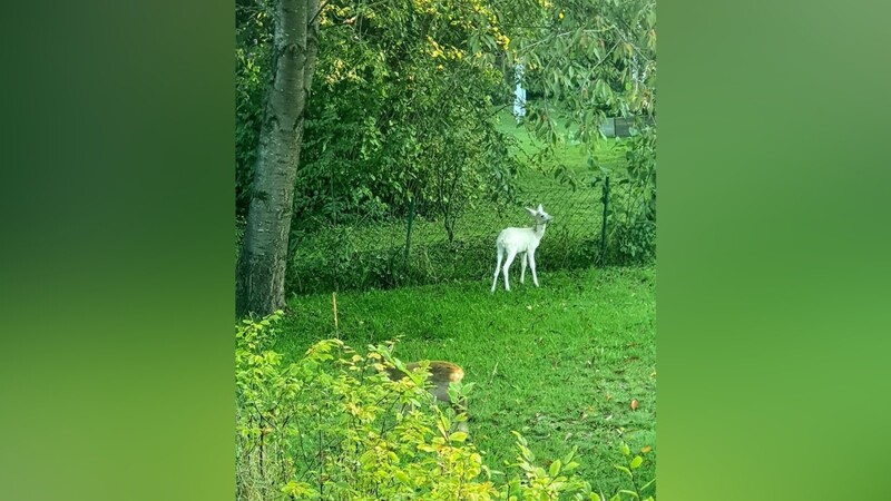 Ein seltener Anblick: Daniela Mittermeyer aus Mausham hat in ihrem Garten ein weißes Reh fotografiert.
