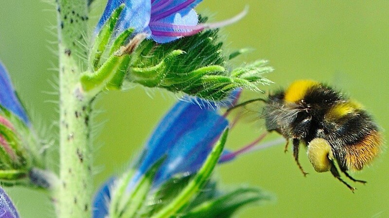 Eine Wiesenhummel sammelt Pollen an einem blauen Natternkopf.
