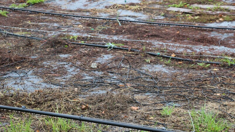 Da, wo im Sommer Himbeerpflanzen standen, liegen im Herbst nur noch Bewässerungsschläuche.