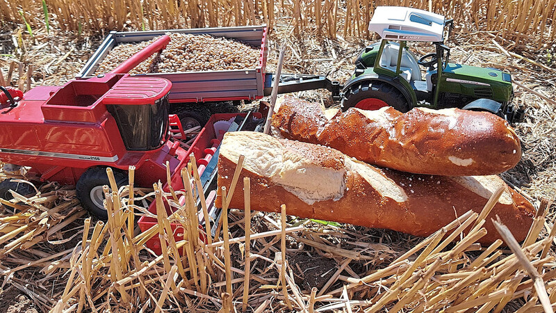 Die Getreideernte wurde übereinstimmend als zufriedenstellend bis leicht überdurchschnittlich bilanziert. Bei Brot, Semmeln oder Brezen kommen nur 4,8 Prozent des Verkaufserlöses beim Landwirt an.