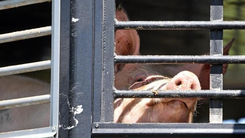 Ein Schwein schaut durch die Gitterstäbe eines Tiertransporters. (Archivfoto)
