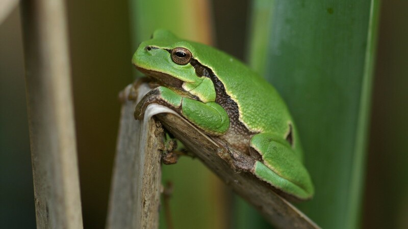 Damit sich selten gewordene Amphibien wie Laubfrösche wieder wohlfühlen in den Auwäldern im westlichen Landkreis, haben Naturschützer gezielte Pflegemaßnahmen durchgeführt.