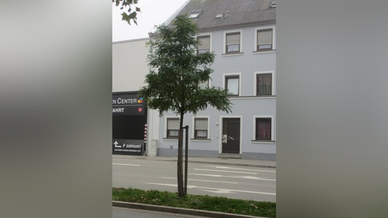 Ein idealer Straßenbaum: der Schnurbaum am Stadtgraben zwischen Theresiencenter und Theresientor.