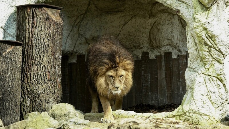 Wohl gut angenommen vom König der Löwen. Sein neues Zuhause im Tiergarten.