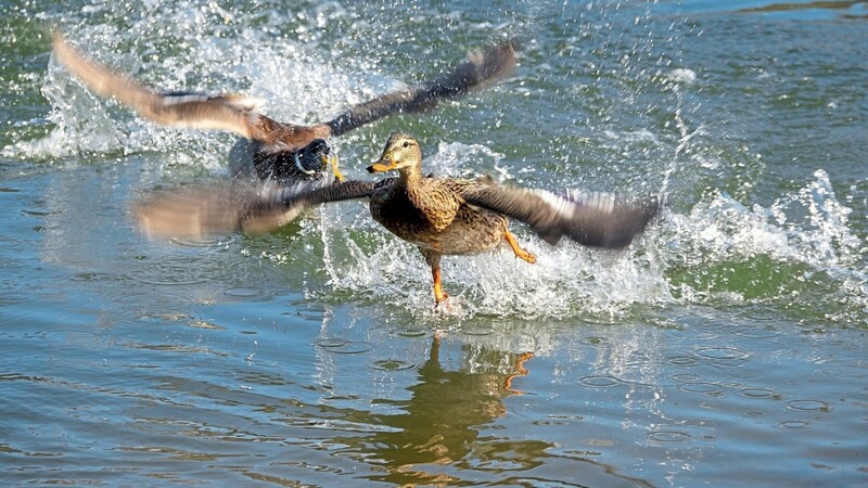 Wasservögel wie Enten zeigen oft kaum Symptome, können die Erkrankung aber weiterverbreiten.