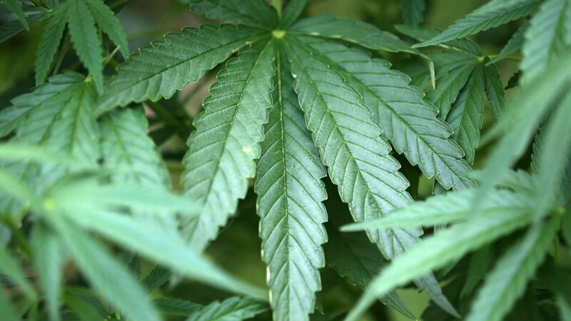 Hanf-Pflanzen (Cannabis) wachsen in einem Garten.