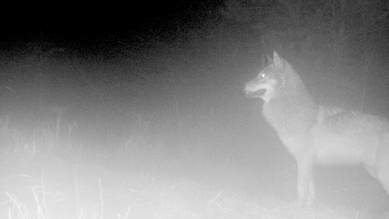 Ein Wolf geht in eine Fotofalle. Nach immer mehr Nachweisen im Freistaat steht ein Naturschutz-Streit der Superlative um das Tier bevor.
