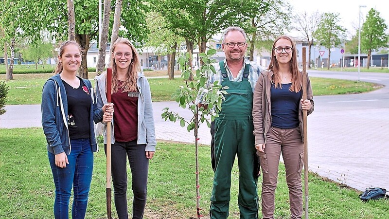 Anton Radspieler pflanzte den Quittenbaum der Sorte "Ispolinskaja" zusammen mit seinen Töchtern.