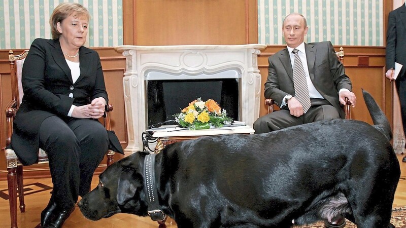Tiefpunkt deutsch-russischer Beziehungen: Wladimir Putin lässt 2007 Koni, einen schwarzen Labrador, ins Zimmer bringen. Der russ