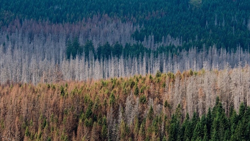 Mehrere Dürrejahre haben den Wäldern arg zugesetzt.