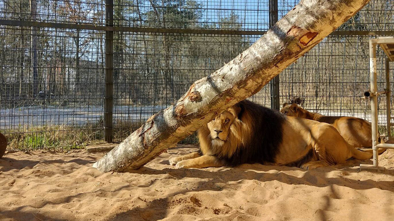 Die beiden Löwen Kiano und Shari sind Anfang Februar für die Umbauarbeiten der Löwenanlage aus dem Straubinger Tiergarten nach Nürnberg gezogen.