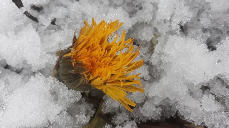 Seltener Anblick: eine Löwenzahnblüte, die sich durch den Schnee kämpft.