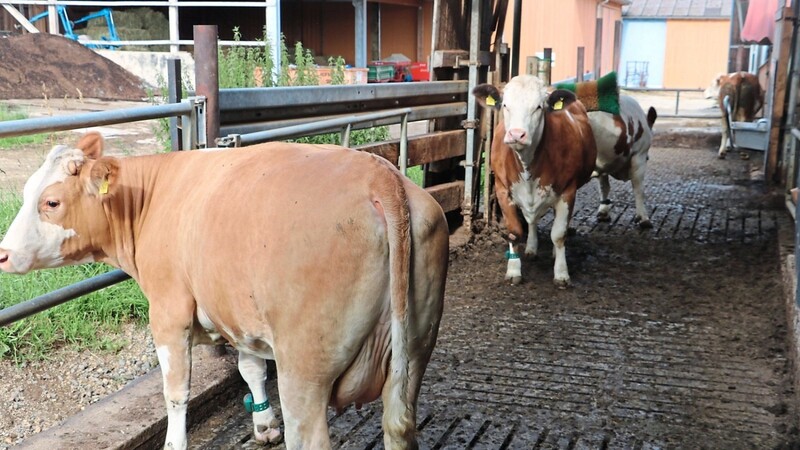 In einem modernen Freilaufstall können sich die Kühe aussuchen, ob sie sich im Freibereich aufhalten, in ihren Boxen ruhen oder sich mit Fressen beschäftigen wollen.