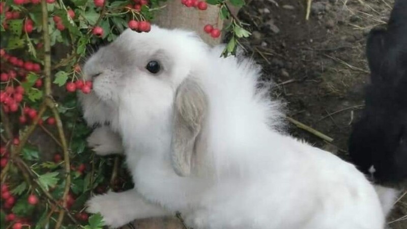 Über 30 Kaninchen hat Sabine Meister derzeit in Betreuung.