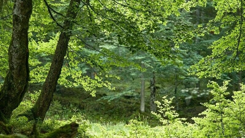 Die SPD fordert 50 Millionen Euro, um strukturschwache Gebiete in Nord- und Ostbayern zu unterstützen. Davon könnten auch Gemeinden im Bayerischen Wald profitieren. (Symbolbild)