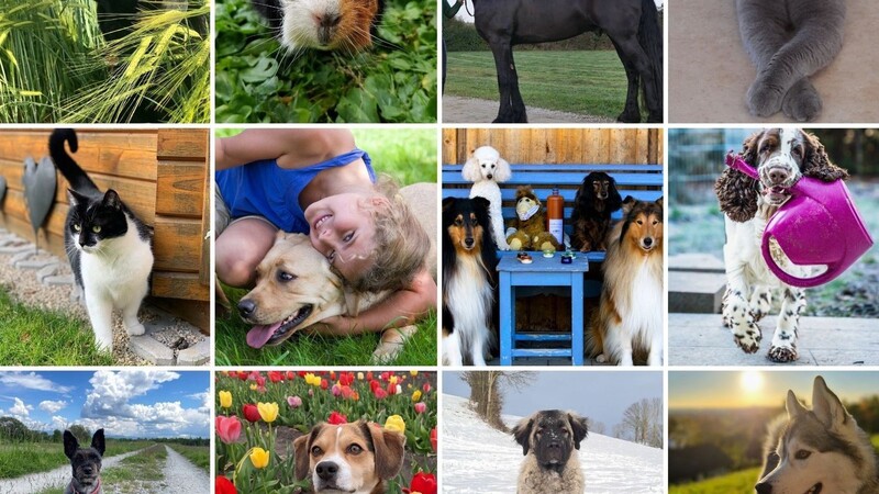 An die 200 Leserfotos erreichten uns zum "Liebe-Dein-Haustier-Tag". Viel Freude beim Durchklicken!