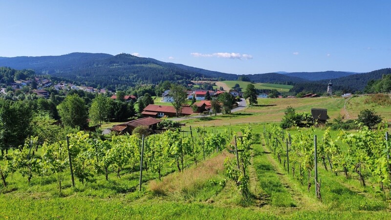 Der Weinberg in idyllisch und sonniger Lage am Ortsrand von Drachselsried mit Blick auf den Ort und die dahinter liegenden Berge.