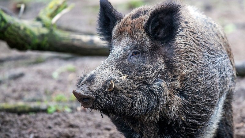 Besonders für Wild - und Hausschweine besteht eine hohe Ansteckungsgefahr. Für Menschen ist der Erreger unbedenklich. (Symbolbild)