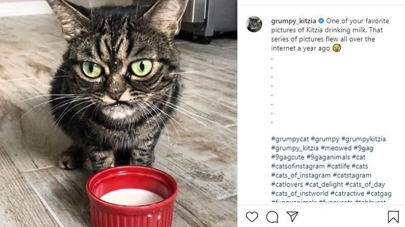 "Angry Grumpy Kitzia" wird im Internet als Nachfolgerin von "Grumpy Cat" gefeiert.