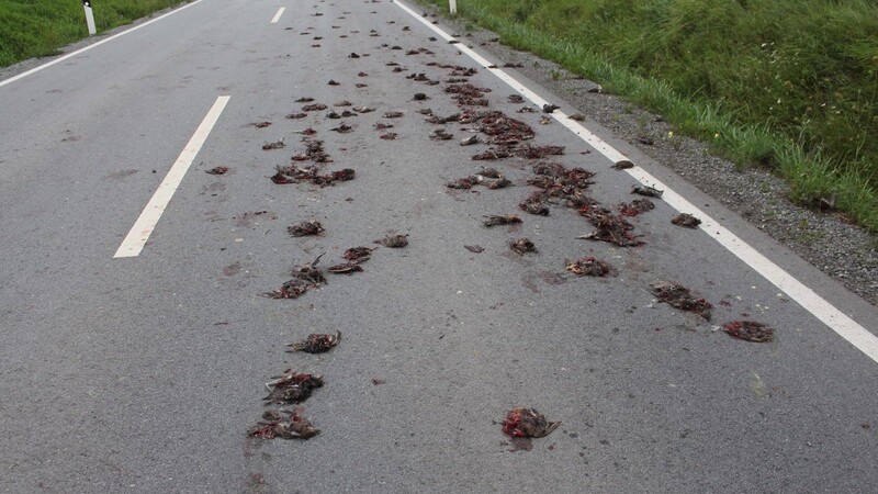 Dutzende tote Vögel musste die Alburger Feuerwehr am Dienstagabend auf der Straße nach Kay beseitigen.