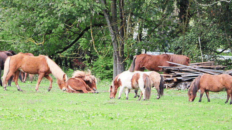 Auf dem Ponyhof Ettersdorf haben Isländer und Shetlandponies eine ganz besondere Heimat gefunden. Gemeinsam in der Herde verbringen die Pferde das Jahr über draußen und können gemeinsam spielen und sich austoben.