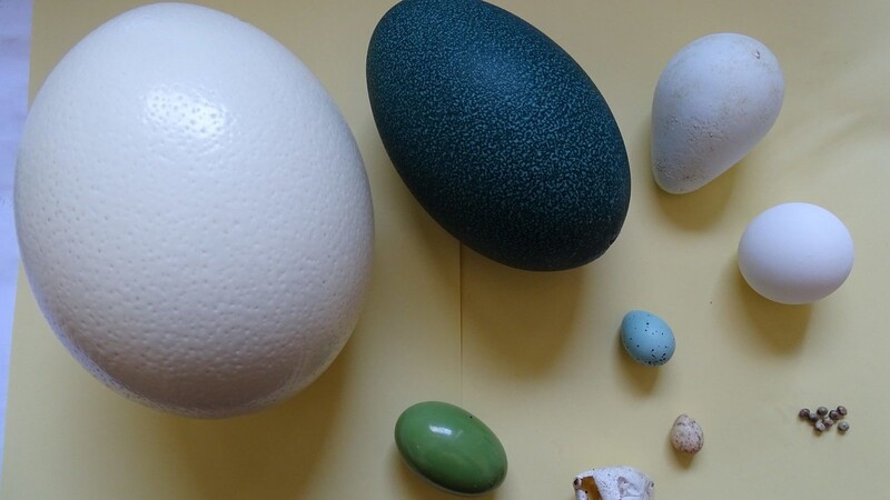 Eier - groß, klein, weiß, bunt - aus dem Tiergarten Straubing.