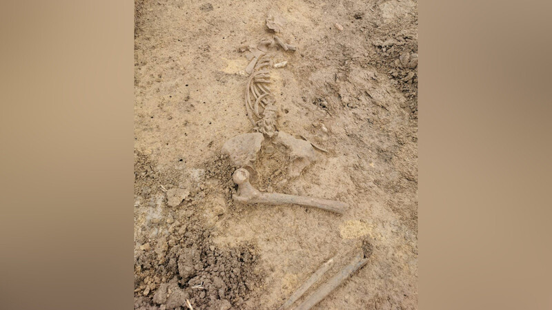 Ein ehrenamtlicher Heimatforscher hatte das menschliche Skelett bei Ergolding gefunden.