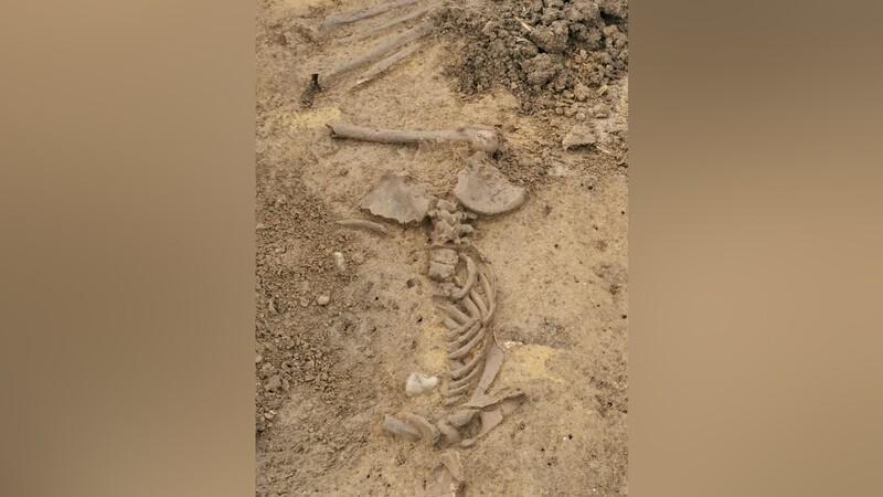 Ein ehrenamtlicher Heimatforscher hatte das menschliche Skelett bei Ergolding gefunden.