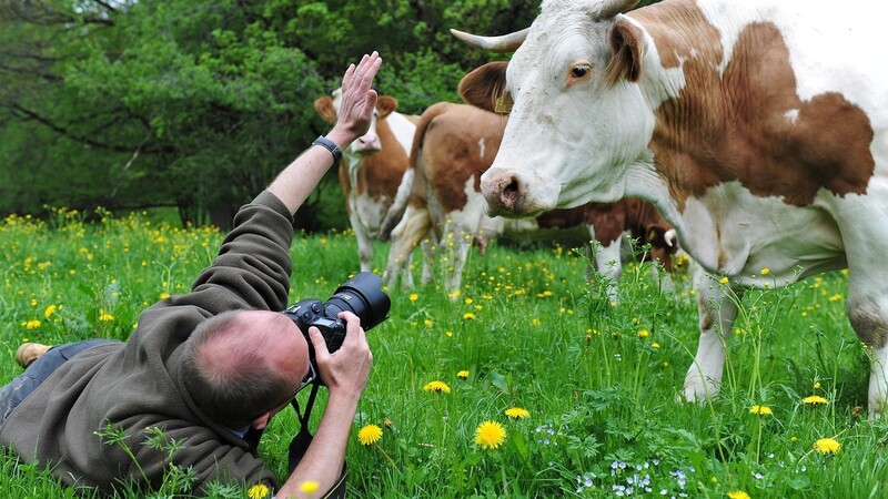 Kuh-Fotograf Thomas Plettenberg mit einem seiner Models in Aktion.