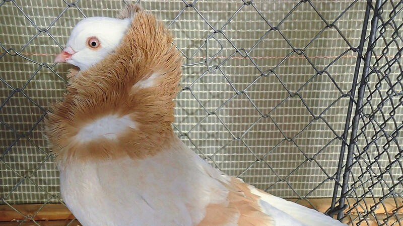 Die Altholländische Kapuziner Taube ist eine von vielen verschiedenen Rassen, die vor der Coronapandemie bei einer Ausstellung in Chammünster zu bestaunen war. Am Sonntag wagt der Rassegeflügelzuchtverein mit einem Taubenmarkt den Neustart.